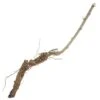 Goji Berry Root Crown Cutting -Brandt Sales goji berry root crown cutting phoenix tears each