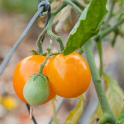 Gold Nugget Tomato Seeds (Organic) -Brandt Sales gold nugget 1 1 1