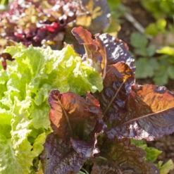 Gourmet Mix Lettuce Seeds (Organic) -Brandt Sales gourmet lettuce a