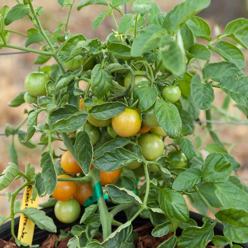 Red Grape Riesenstraube Cherry Tomato Seeds (Organic) 5 Red Grape Riesenstraube Cherry Tomato Seeds (Organic) - Image 3