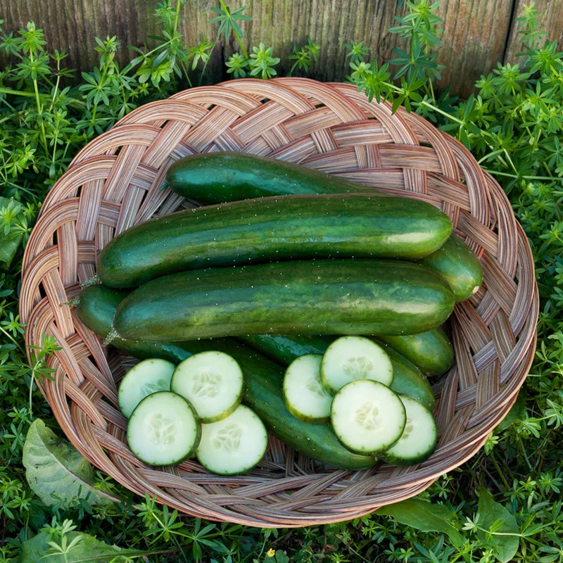 Green Finger Cucumber Seeds (Organic) 5 Green Finger Cucumber Seeds (Organic) - Image 3