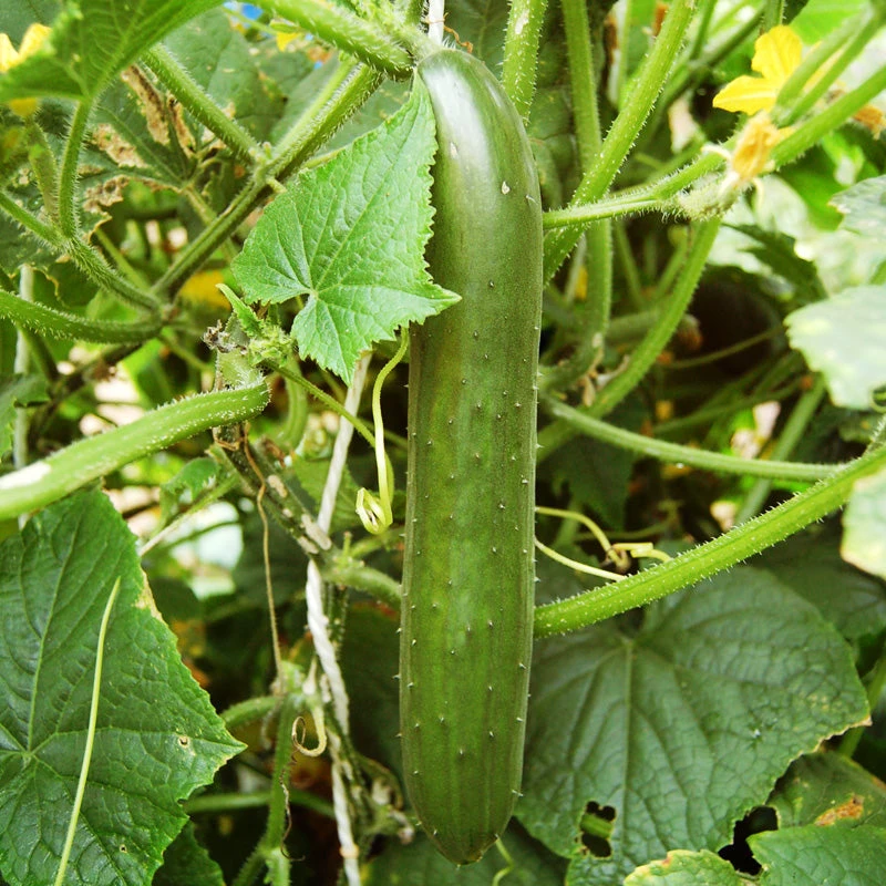 Green Finger Cucumber Seeds (Organic) 4 Green Finger Cucumber Seeds (Organic) - Image 2