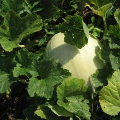 Honeydew Green Flesh Melon Seeds (Organic) -Brandt Sales green honeydew web