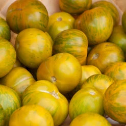 Green Zebra Tomato Seeds (Organic) 12 Green Zebra Tomato Seeds (Organic) -Brandt Sales green zebra a 3