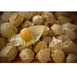 Pineapple (Ground Cherry) Tomatillo Seeds (Organic) 5 Pineapple (Ground Cherry) Tomatillo Seeds (Organic) -Brandt Sales ground cherry penn wagner