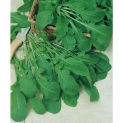 Organic Greens, Arugula (1/4 Lb) -Brandt Sales herb arugula