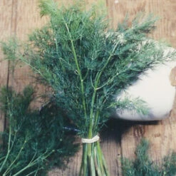 Organic Dill, Mammoth -Brandt Sales herb dill mammoth