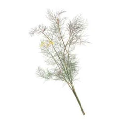 Organic Fennel, Bronze -Brandt Sales herb fennel bronze