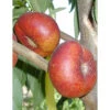 Honey Halo Nectarine Tree 2 Honey Halo Nectarine Tree -Brandt Sales honey halo nectarine B