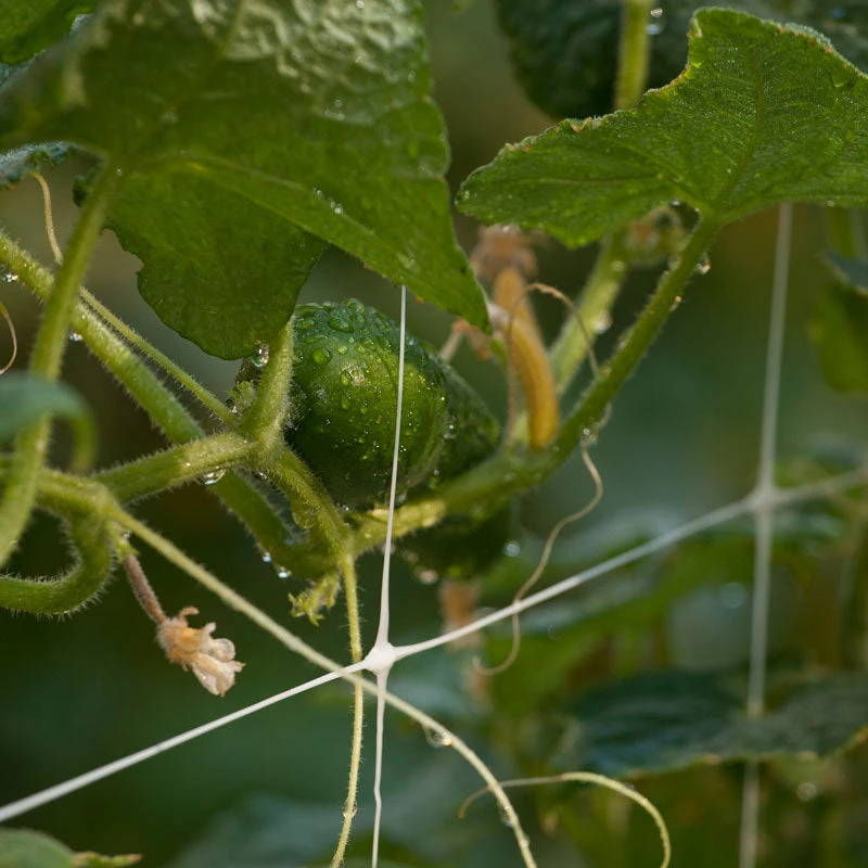 Hortonova Trellis (4' X 3280' Roll) 5 Hortonova Trellis (4' X 3280' Roll) - Image 3