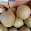 Hudson's Golden Gem Apple Tree -Brandt Sales hudsons golden gem apple B