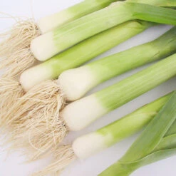 Varna Leek Seeds (Organic) -Brandt Sales img 6465 leek alto 1