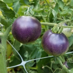 Indigo Apple Tomato Seeds (Organic) -Brandt Sales indigo apple web