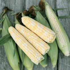 Double Standard Corn Seeds (Organic) -Brandt Sales jssdoublestand.cat web