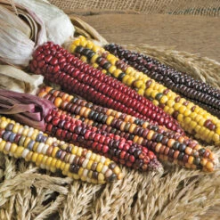 Painted Mountain Corn Seeds (Organic) -Brandt Sales jsspaintedmt.cat web