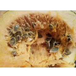 Kakai (Hull-Less) Pumpkin Seeds (Organic) -Brandt Sales kakai seeds