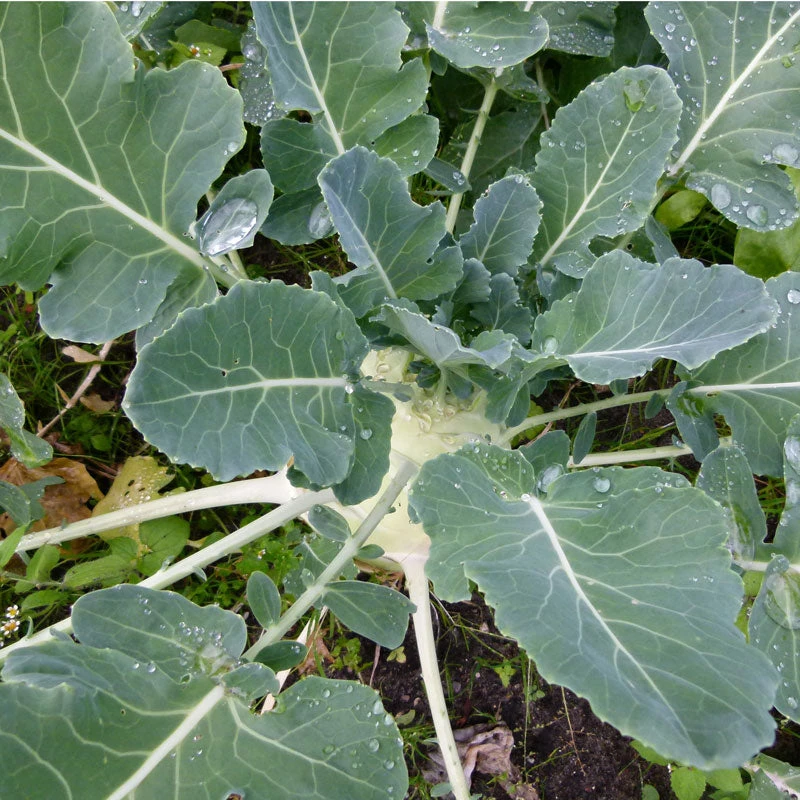White Vienna Kohlrabi Seeds (Organic) 4 White Vienna Kohlrabi Seeds (Organic) - Image 2