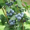 Organic Blueberry Legacy (Ea) -Brandt Sales legacy blueberry BYB