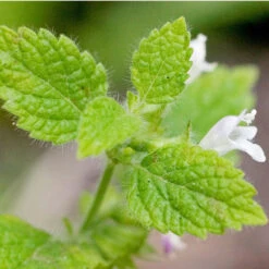 Organic Lemon Balm -Brandt Sales lemon balm att jess 1