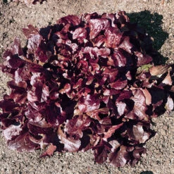 Red Oakleaf Lettuce Seeds (Organic) -Brandt Sales lettuce red oakleaf