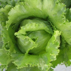 Iceberg Superior Lettuce Seeds (Organic) -Brandt Sales lettuce superior 2 1