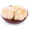 Lion's Mane Mushroom Kit -Brandt Sales lion s mane mushroom kit