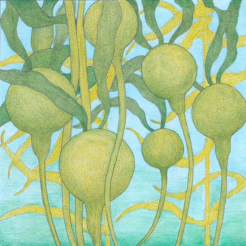 Liquid Kelp (55 Gal) 3 Liquid Kelp (55 Gal)