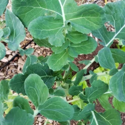 Marrowstem Kale Seeds (Organic) 7 Marrowstem Kale Seeds (Organic) -Brandt Sales marrowstem kale leaves