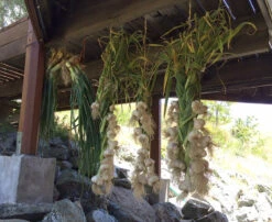 Conventionally Grown Garlic, Music (lb) 7 Conventionally Grown Garlic, Music (lb) -Brandt Sales music drying