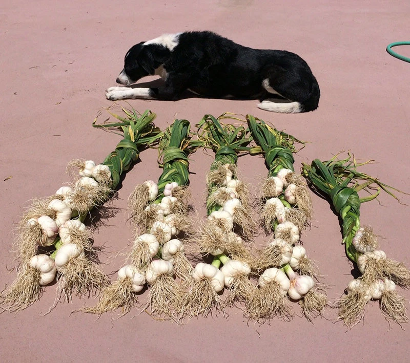 Conventionally Grown Garlic, Music (lb) 4 Conventionally Grown Garlic, Music (lb) - Image 2