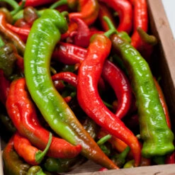 Nardello Sweet Pepper Seeds (Organic) 8 Nardello Sweet Pepper Seeds (Organic) -Brandt Sales nardello a