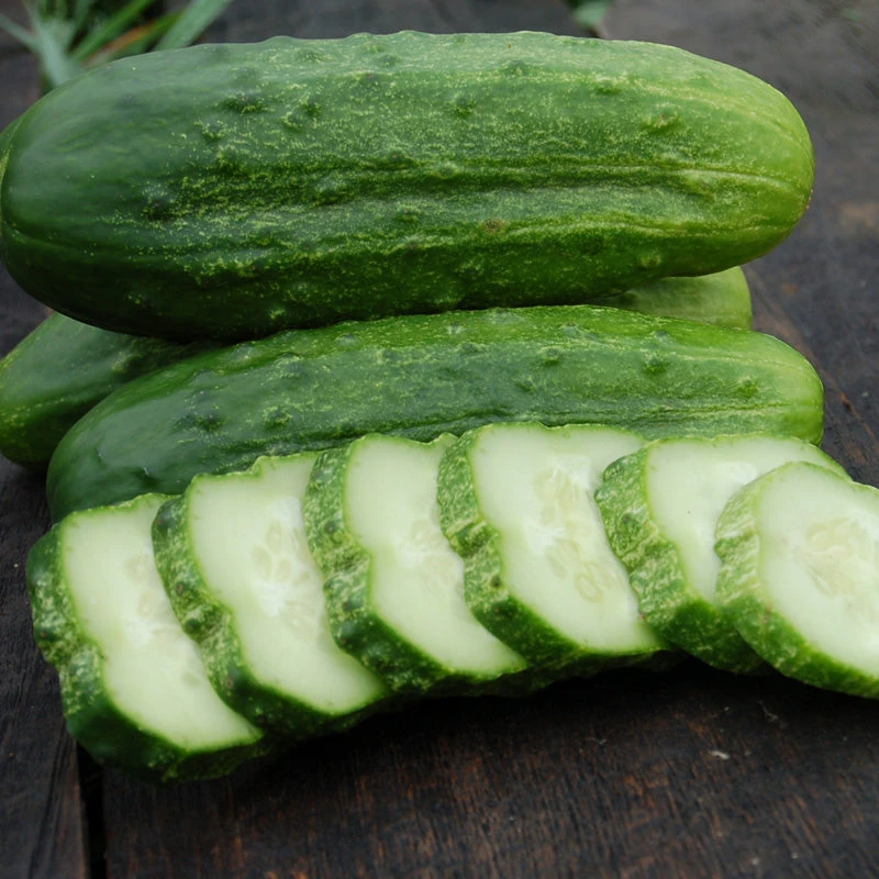 National Pickling Cucumber Seeds (Organic) 4 National Pickling Cucumber Seeds (Organic) - Image 2