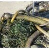 Native Nutrients Kelp Help (275 Gal Tote) -Brandt Sales native nutrients kelp help 275 gal tote