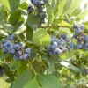 Organic Blueberry O'Neal (Ea) -Brandt Sales oneal blueberry BYB