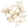 Onion Sets - White -Brandt Sales onion sets white snowball 60 pack