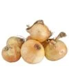 Onion Sets - Yellow 2 Onion Sets - Yellow -Brandt Sales onion sets yellow stuttgarter 60 pack