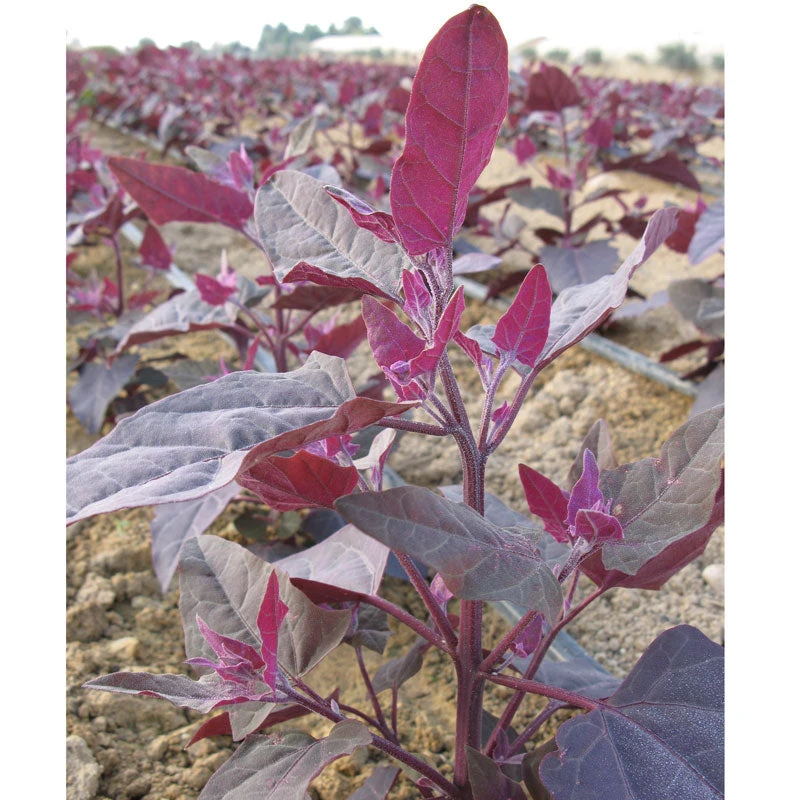Organic Orach, Red (1 Oz) 4 Organic Orach, Red (1 Oz) - Image 2