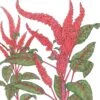 Organic Amaranth, Burgundy (1 Oz) -Brandt Sales organic amaranth burgundy 1 oz