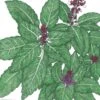Organic Basil, Cinnamon (1 Oz) -Brandt Sales organic basil cinnamon 1 oz