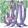 Organic Bean, Bush Royalty Purple Pod (1/2 Lb) -Brandt Sales organic bean bush royalty purple pod 1 2 lb