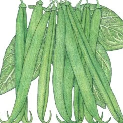 Organic Bean, French Garden (1/2 Lb )