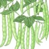 Organic Bean, Pole Italian Snap (1/2 Lb) -Brandt Sales organic bean pole italian snap 1 2 lb