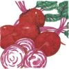 Organic Beet, Chioggia (1/4 Lb) 2 Organic Beet, Chioggia (1/4 Lb) -Brandt Sales organic beet chioggia 1 4 lb