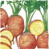 Organic Beet, Golden Detroit (1 Oz) -Brandt Sales organic beet golden detroit 1 oz