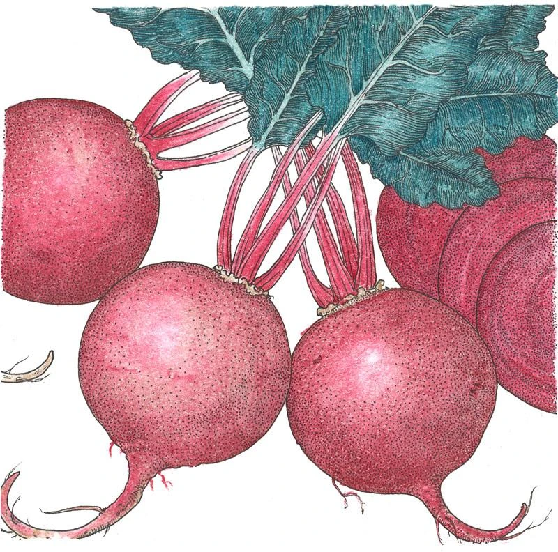 Organic Beet, Green Top Bunching (1/4 Lb) 3 Organic Beet, Green Top Bunching (1/4 Lb)