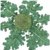 Organic Broccoli, Di Cicco (1/4 Lb) -Brandt Sales organic broccoli di cicco 1 4 lb