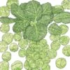 Organic Brussels Sprouts, Danmark 21 (1 Oz) -Brandt Sales organic brussels sprouts danmark 21 1 oz