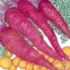 Organic Carrot, Dragon (1 Oz) -Brandt Sales organic carrot dragon 1 oz