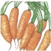 Organic Carrot, Little Finger (1 Oz) -Brandt Sales organic carrot little finger 1 oz