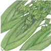 Organic Celery, Tall Utah (1/4 Lb) 1 Organic Celery, Tall Utah (1/4 Lb) -Brandt Sales organic celery tall utah 1 4 lb